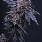 BUDS-ROSES-JULY-22-gushers-02-©-G-Luttrell-weedshoots-scaled-1-r5hvozrxcqa0tckkwhf0ixtqtgjaxzm6hjdtudxoao