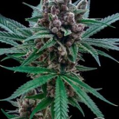 Blood-Orange-Tangie-x-GG4-Stalk-r9mvv9im1ae7qzy5iq2tkj540b3u0dgtkzfc40jl9e