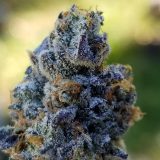 H-Snow-Cone-scaled-qt9260xnydl1uo09z4s7ar4m9e59olfnydwydwjghs