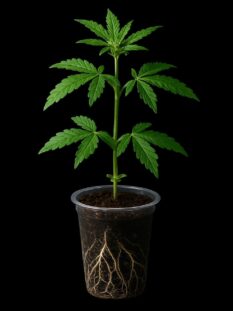 hero-image-of-shadowy-black-clone