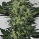 original_sour_diesel_1-r5hvrw40fc8um2d0z8ilpphwr891oe4dvvsq43mz40